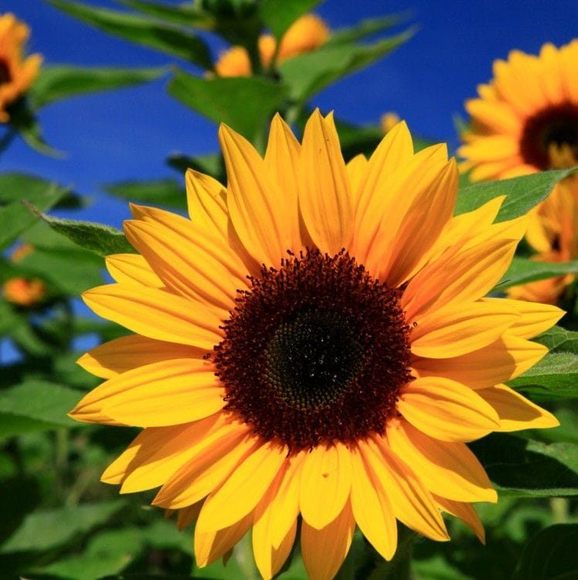 Meet your Posher, Lisa - Picture 1 of 1